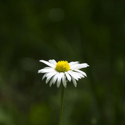 Close-up of white daisy blooming outdoors