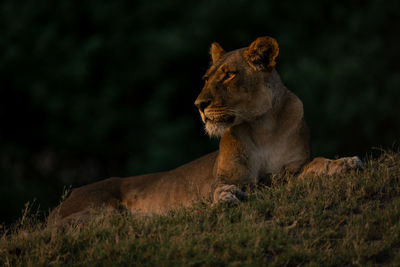 Close-up of lioness