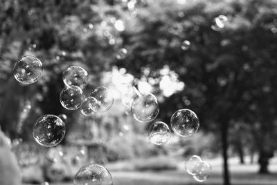 Close-up of bubbles against blurred background