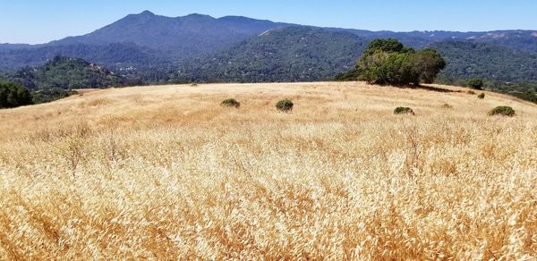 Scenic view of field against mountains