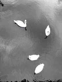 High angle view of white birds swimming on lake
