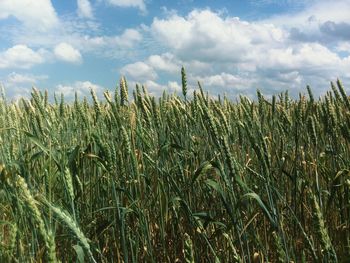 View of stalks in field against cloudy sky