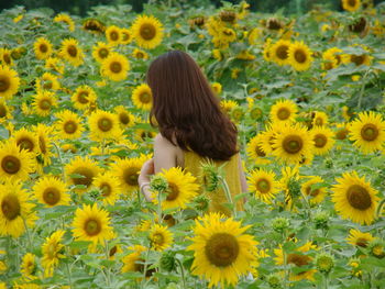 Rear view of sunflower in field