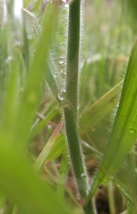 Close-up of grass growing on field