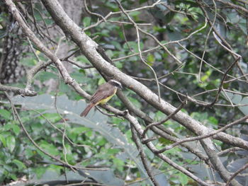 Close-up of bird perching on tree