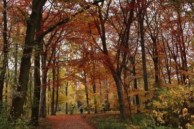 Trees in forest during autumn