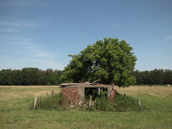 Trees on field against sky