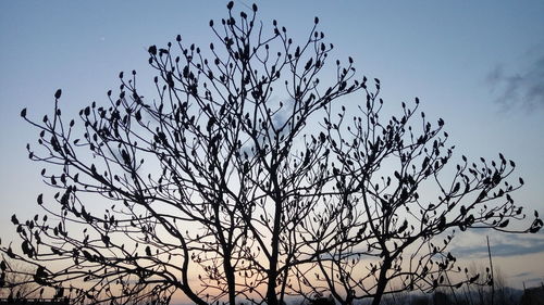 Low angle view of bare tree against clear sky