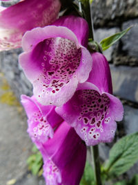 Close-up of pink flowers