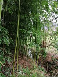 Trees growing on field in forest