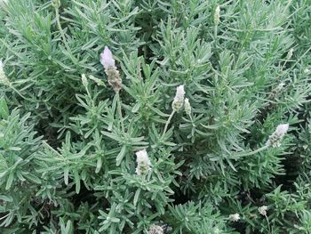 High angle view of plants on field during winter