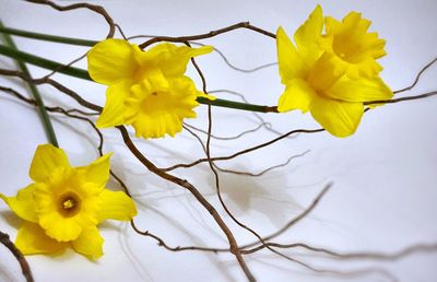 Close-up of yellow flowers