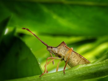 Close-up of grasshopper on leaf