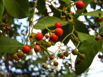 Close-up of berries on tree