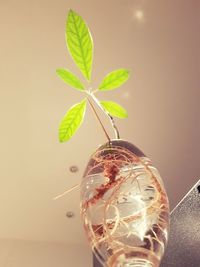 Close-up of plant against white background