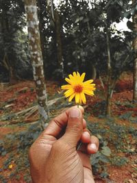 Close-up of hand holding yellow flower