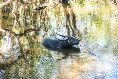 View of turtle swimming in lake