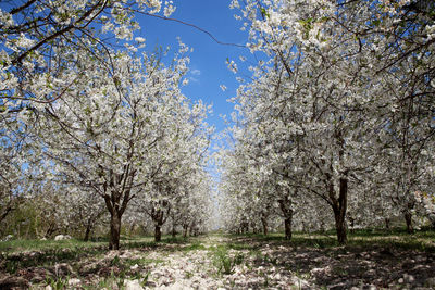 Trees against clear sky