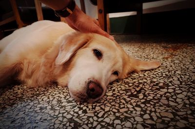 Close-up of dog relaxing at home