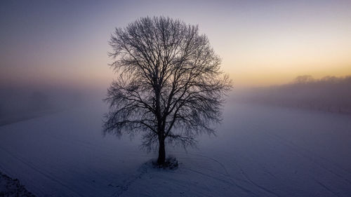 Bare tree on snow covered land