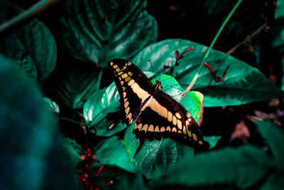 Close-up of butterfly perching on leaf