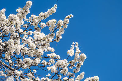 branch