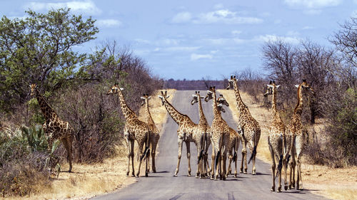 Panoramic view of giraffes on road