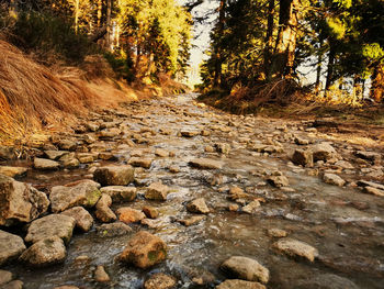 Surface level of dirt road amidst trees in forest