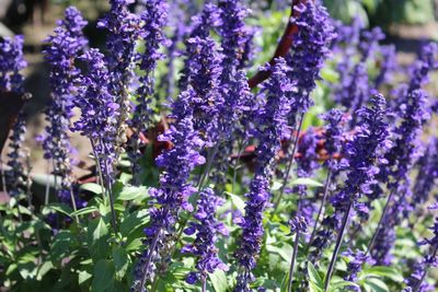 Close-up of purple flowers blooming in field