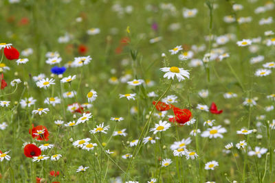 Close-up of yellow flowering plants on field