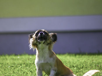 Dog sitting on field