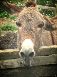 Close-up portrait of a dog