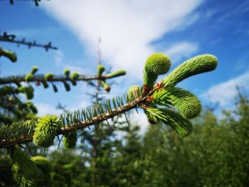 Low angle view of plant