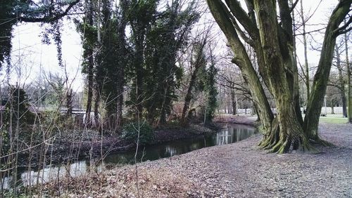 Footpath amidst trees