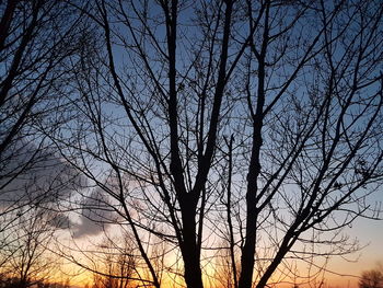 Low angle view of silhouette bare trees against sky