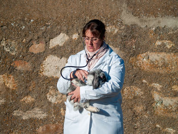 Doctor examining rabbit with stethoscope