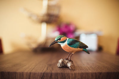 Close-up of parrot perching on wood