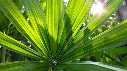 Close-up of palm leaf