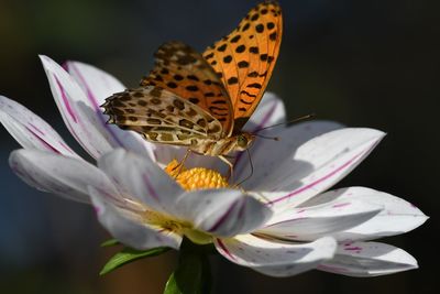 Close-up of butterfly on flower