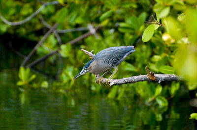 Bird perching on a lake