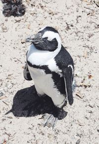 High angle view of penguin on land