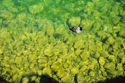 High angle view of turtle in water