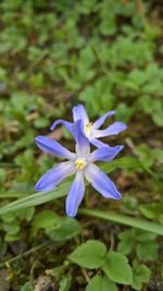 Close-up of purple flower