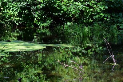 Scenic view of lake in forest