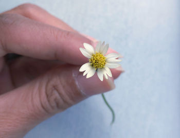 Close-up of hand holding flower