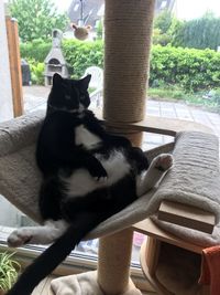 Cat sitting on chair at home