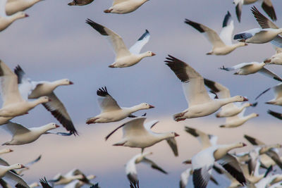 Low angle view of seagulls flying