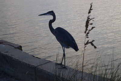 High angle view of gray heron on water