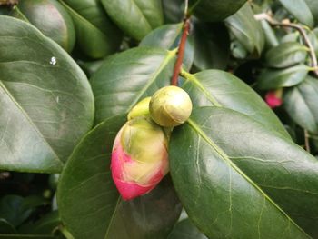 Close-up of fresh green leaves