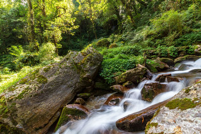 Scenic view of waterfall in forest